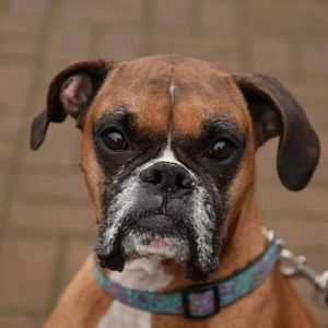 Meet your Posher, Debbie